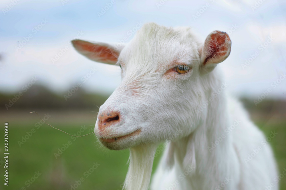 Obraz premium bearded goat in a meadow