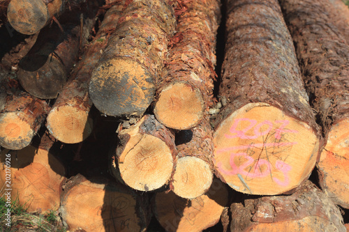 Holzstämme im Wald, Langholz, Holzlager photo