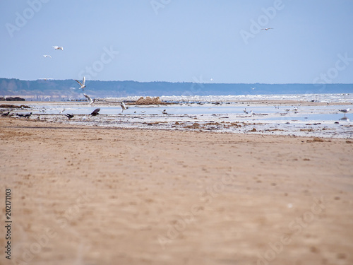 Gulls and crows on the coast of Jurmala (Latvia) on a cloudy day