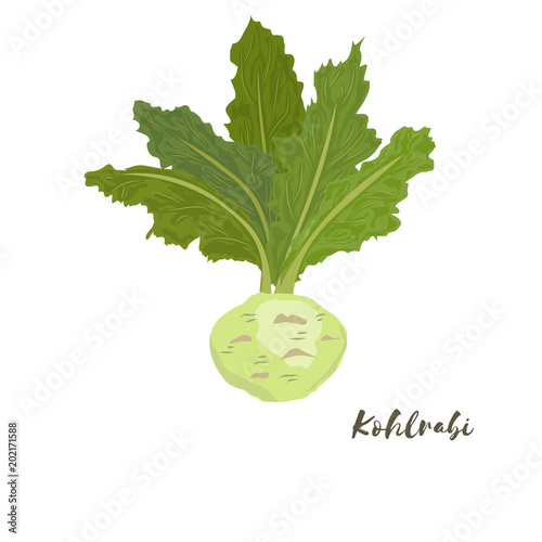 Kohlrabi. Vector illustratiom.