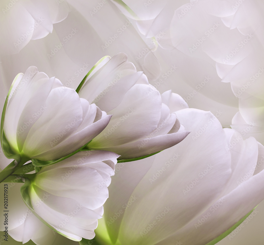 Floral pink-white beautiful background.  Flower spring  composition of tulips.   Nature.