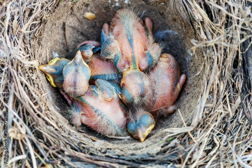 Song thrush chicks sitting in nest