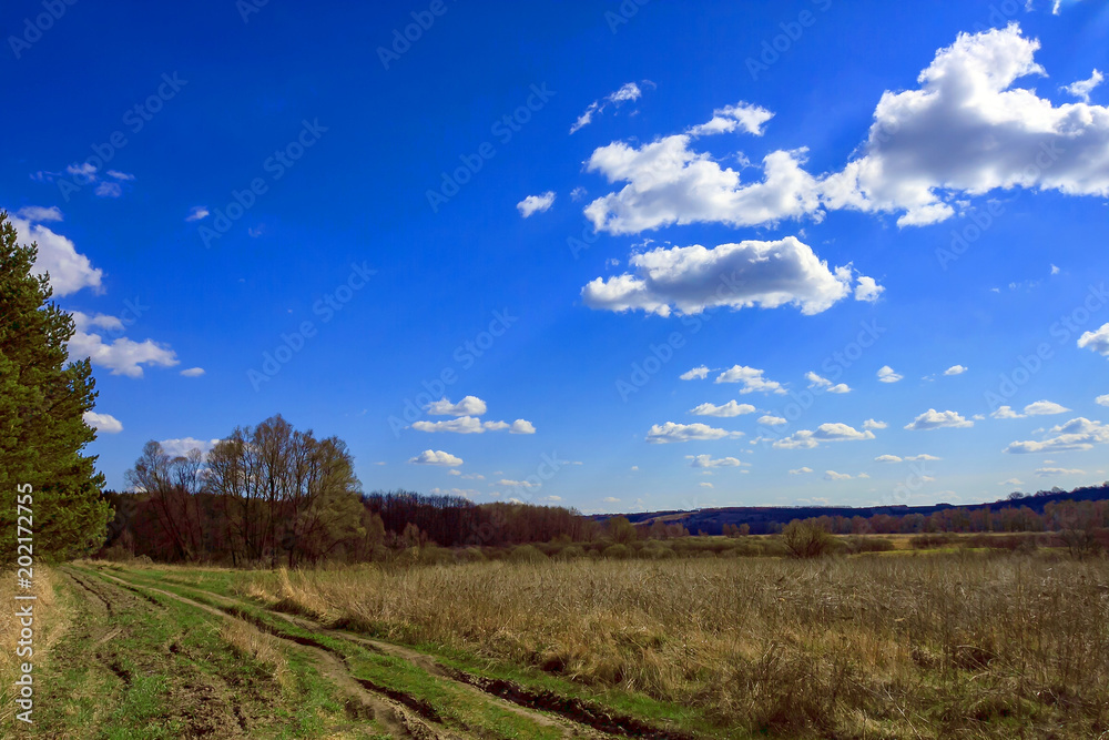 Edge of a pine forest with a blue sky and white clouds on a spring sunny afternoon.