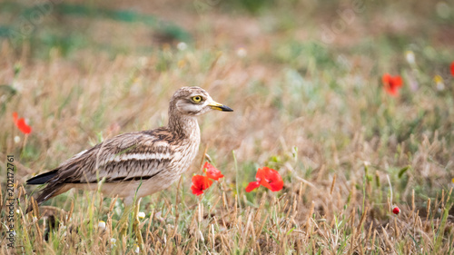 Isolated Stone Curlew Bird in the wild