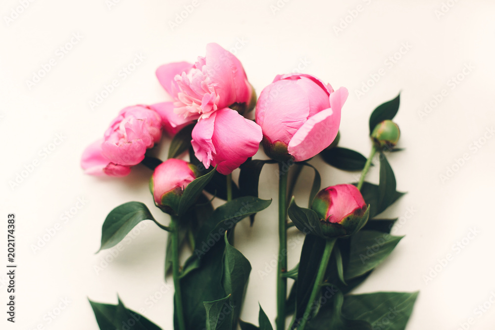 lovely pink peonies on rustic white wooden background, space for text. floral greeting card, flat lay. beautiful peony flowers, tender image. happy mothers or women day concept lovely pink peonies on rustic white wooden background, space for text. floral greeting card, flat lay. beautiful peony flowers, tender image. happy mothers or women day concept