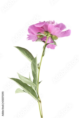 pink peony isolated on white background