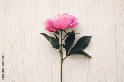lovely pink peony  on rustic white wooden background top view  space for text. floral greeting card. beautiful peony flower flat lay  tender image. mock-up