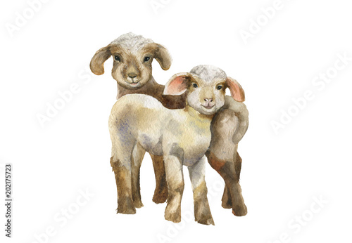 Lambs.Watercolor illustration on white background.
