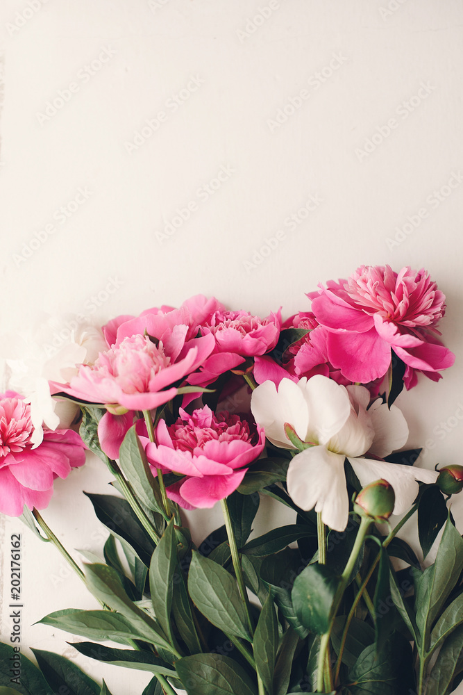 lovely pink peonies on rustic white wooden background, space for text. floral greeting card, flat lay. beautiful peony flowers, tender image. happy mothers or women day concept