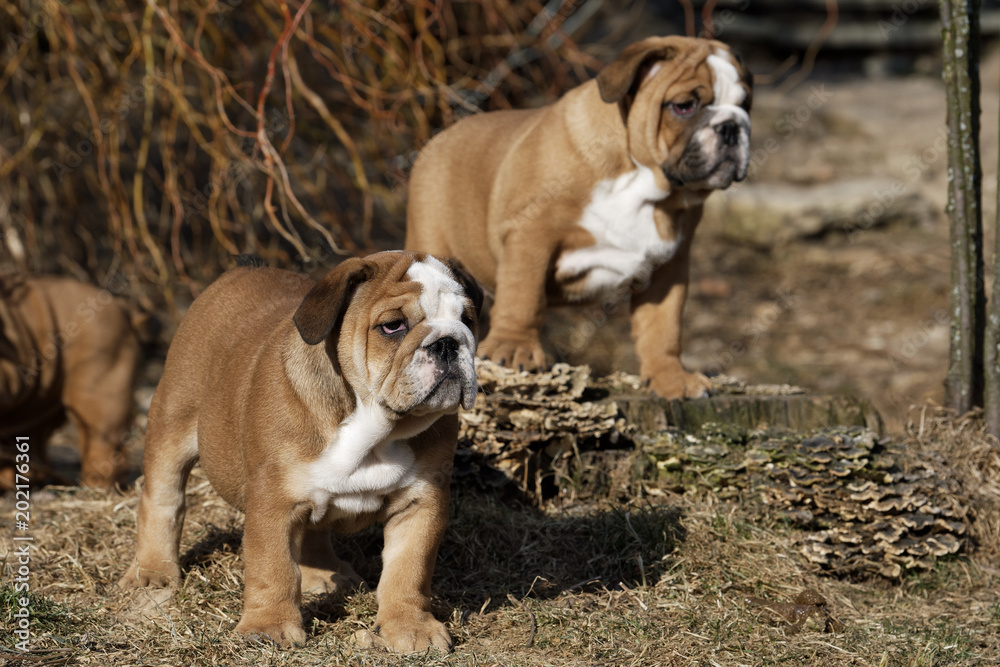 Portrait of the english bulldog outdoor