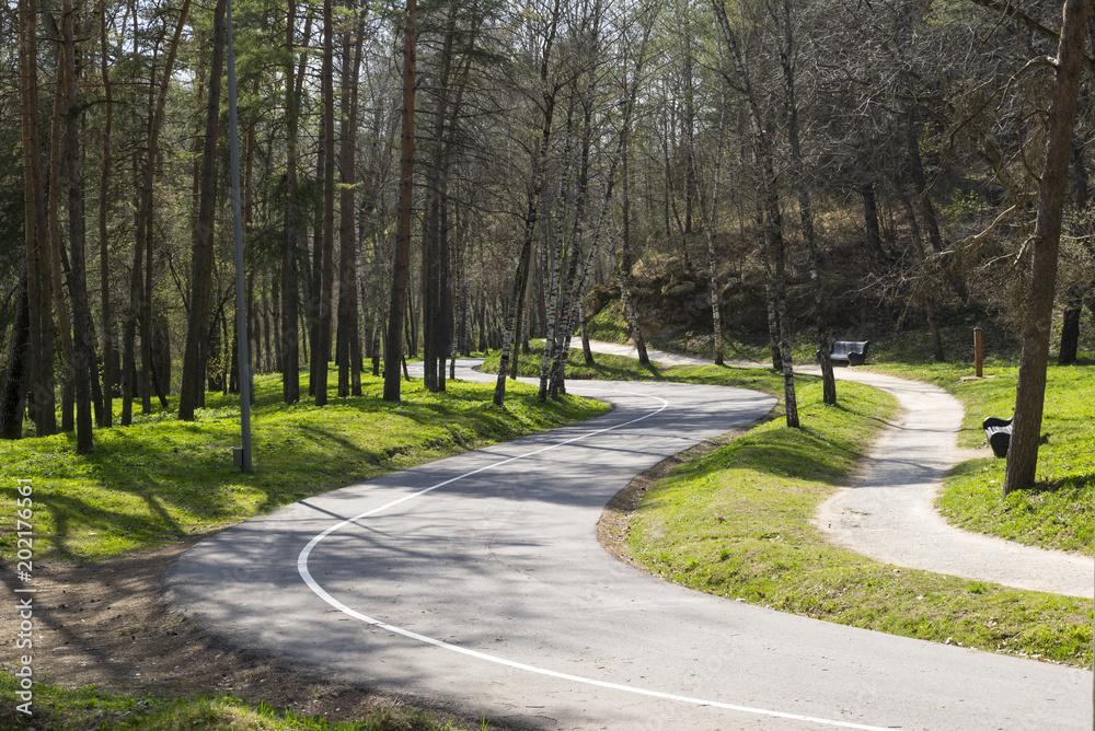 winding road in a park among trees, spring