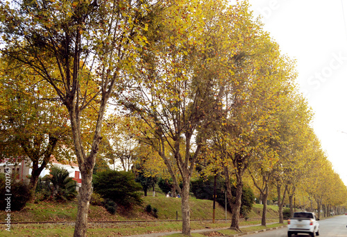 Campos de Jordao são paulo