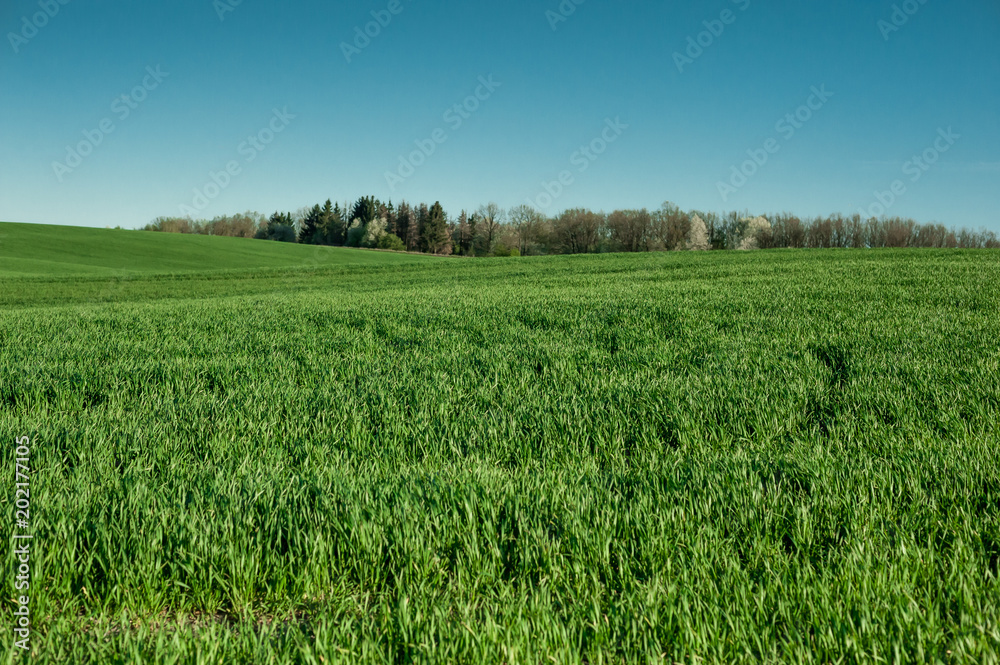 wheat green in the spring against the sky