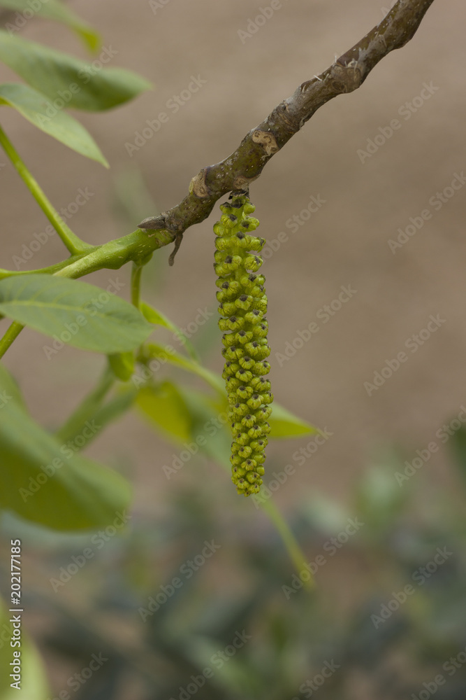 Fototapeta premium Illuminated pecan tree blossoms in a nut orchard.