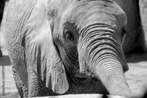 Photography elephant