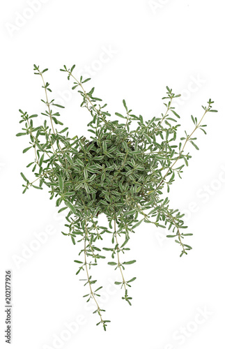 Shrub - Evergreen (Coprosma kirkii Variegata) isolated on white background 