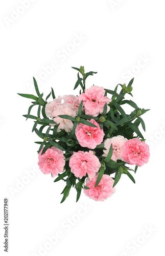 Dianthus caryophyllus top view isolated on white