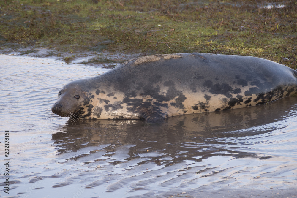 Fototapeta premium Donna Nook, Lincolnshire, UK – Nov 16: Grey seal come ashore for birthing season lies in the shallows on 16 Nov 2016 at Donna Nook Seal Sanctuary, Lincolnshire Wildlife Trust