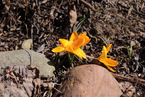 Yellow crocus flowers in spring