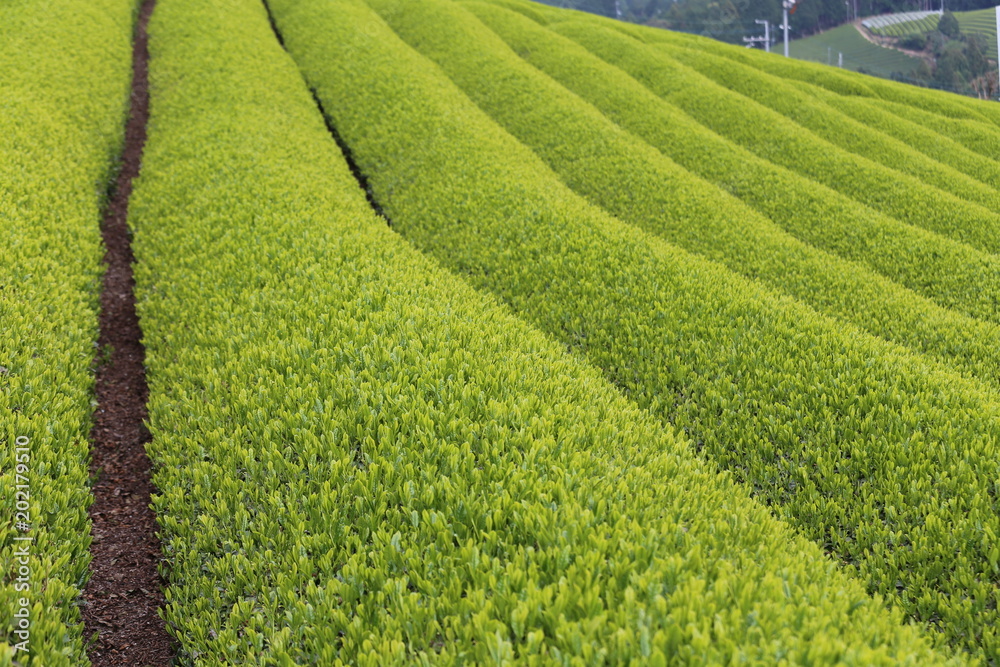 和束町 茶源郷の茶畑 和束町 茶源郷の茶畑