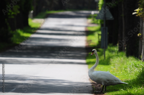 Schwan überquert Straße photo