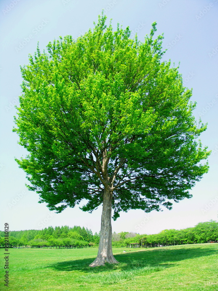 草原の立木と青空 草原の立木と青空