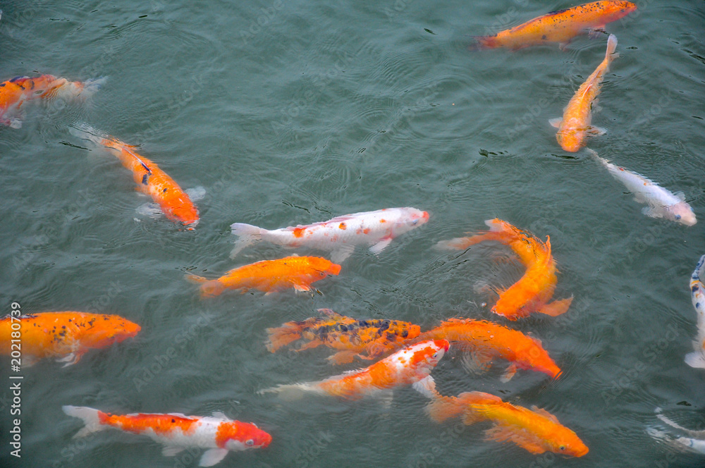 gold carf fish in a lake gold carf fish in a lake