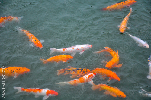 gold carf fish in a lake  © Thipphawan