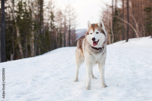 Portrait of beautiful beige and white dog breed Siberian Husky standing in the winter forest at golden sunset. Gorgeous Husky dog is on the snow on the trees background © Anastasiia