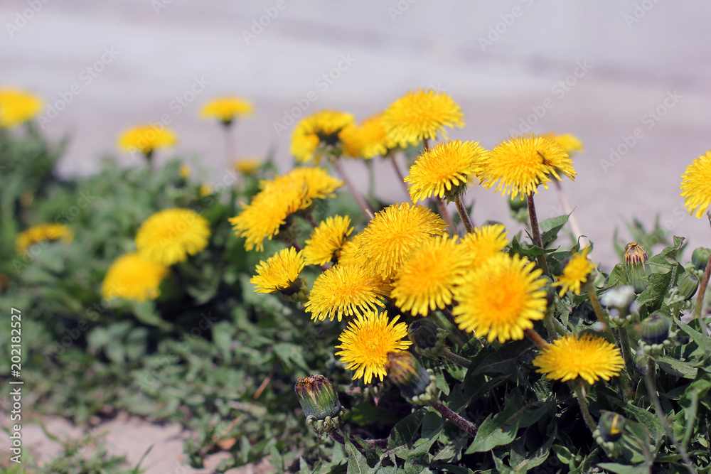 Obraz premium Dandelions close-up. Flowers in the garden