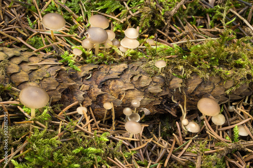 Strobilurus esculentus food, spring mushroom photo Czech Republic, Europe photo