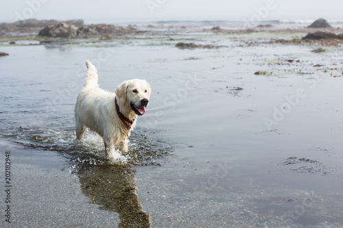 Image of cute white golden retriever dog strolling at the sea. Portrait of lovely dog breed golden retriever is going to her owner © Anastasiia