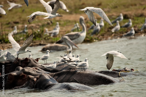 Gulls and hippos along Kazinga Channel;  Uganda photo