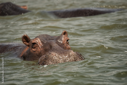Hippo in Kazinga Channel;  Uganda