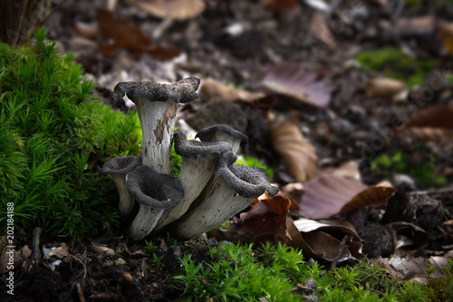 Craterellus cornucopioides eating mushroom, Czech Republic, Europe