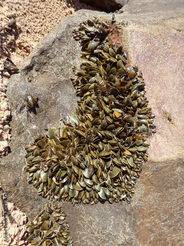 Mexilhao-dourado (Limnoperna fortunei, a non-native and invasive mollusc) at Barragem Sanchuri (Sanchuri Dam) in Uruguaiana, Brazil