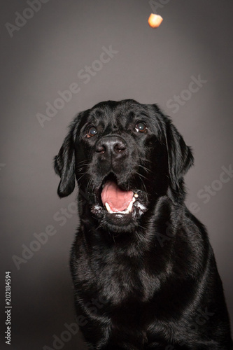 Portrait of Funny black Labrador catch food © mariof