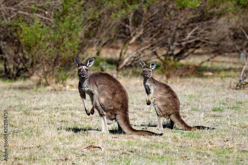 2 Two kangaroo wallabies at the Mount Bold Reservoir on 25th April 2018