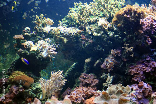 Fototapeta Naklejka Na Ścianę i Meble -  Coral Reef - Vancouver Aquarium, Vancouver, Canada