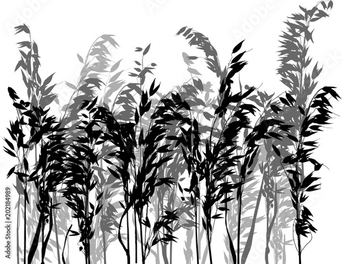 grey and black oats silhouettes on white