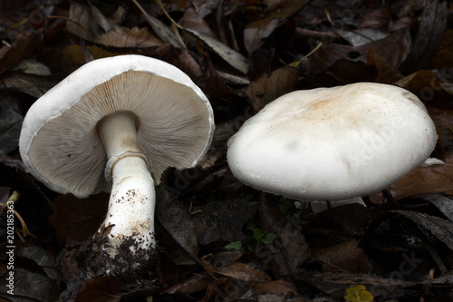 Leucoagaricus leucothites eating mushroom, photo Czech Republic, Europe
