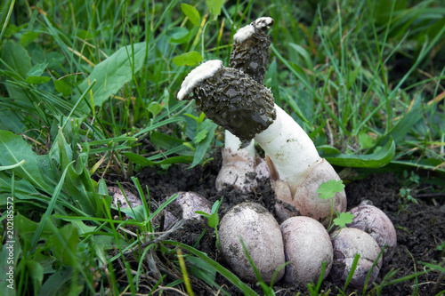 Phallus hadriani rare mushroom, photo Czech Republic, Europe photo