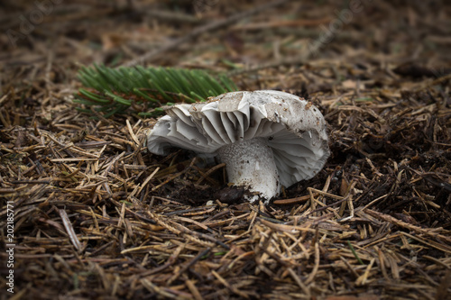 Hygrophorus marzuolus rare, spring food sponge, photographed in the Czech Republic, Europe photo