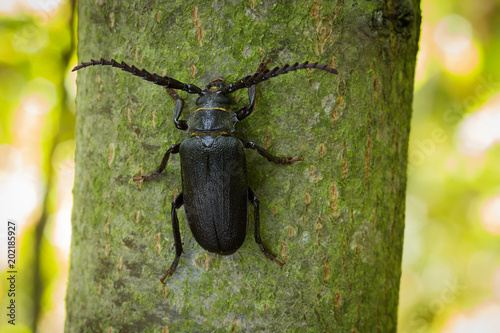 Prionus coriarius photo Czech Republic, Europe photo