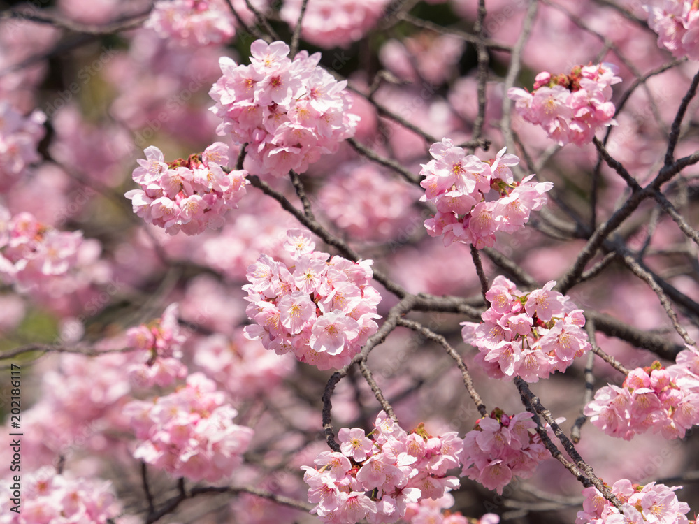サクラの花 サクラの花