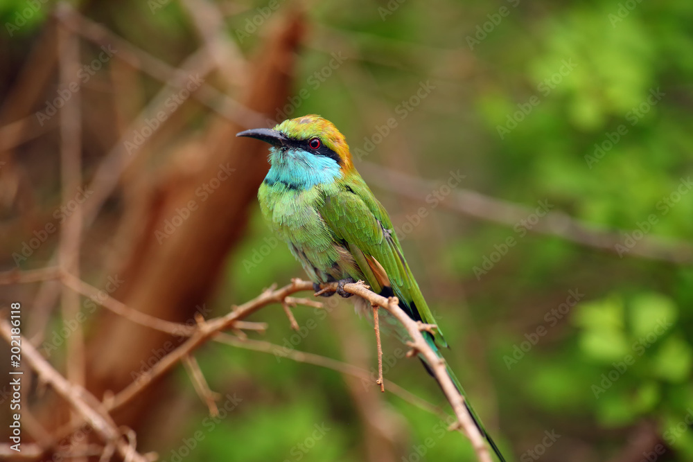 The green bee-eater (Merops orientalis) sometimes little green bee-eater sitting on the branch The green bee-eater (Merops orientalis) sometimes little green bee-eater sitting on the branch