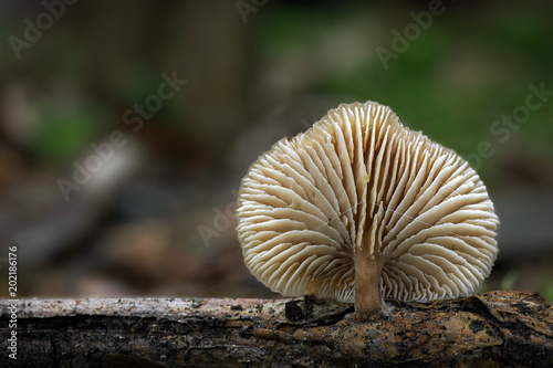 Lentinellus flabelliformis rare mushroom photo Czech Republic, Europe photo