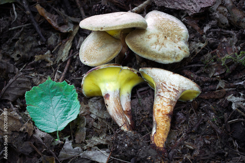 Gyrodon lividus rare mushroom, photo Czech Republic, Europe