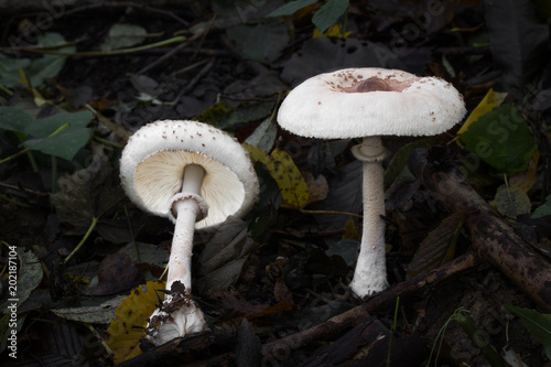 Macrolepiota konradii edible mushroom, photo Czech Republic, Europe photo