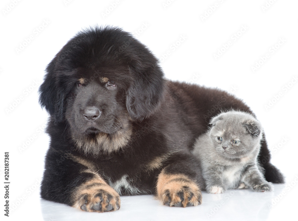 Tibetan mastiff puppy lying with little kitten. isolated on white background Tibetan mastiff puppy lying with little kitten. isolated on white background